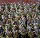 大闸蟹