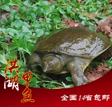 洪湖生态野生甲鱼