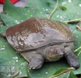 甲鱼