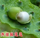 洪湖鲜莲蓬