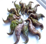 洪湖菱角（野生）