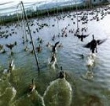 洪湖鸭（圈养）