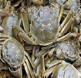 洪湖螃蟹(生态野生母大闸蟹)